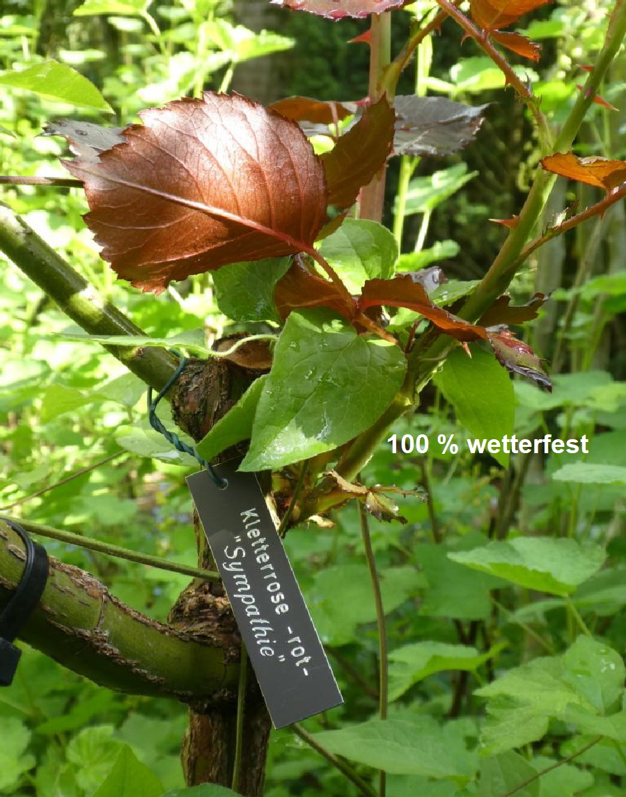 Pflanzenschild für Rosen (2)