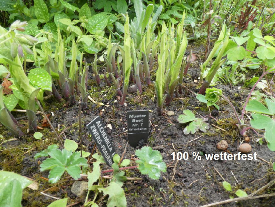 Pflanzenschilder für botanische Gärten1